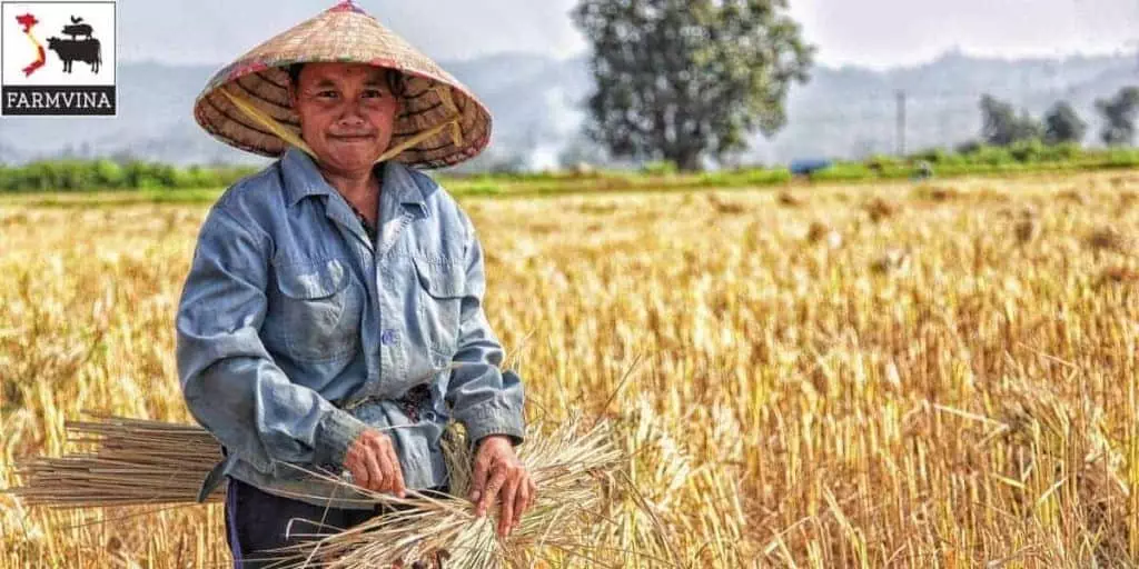 vietnamese rice export