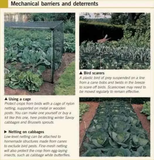 vegetable gardening