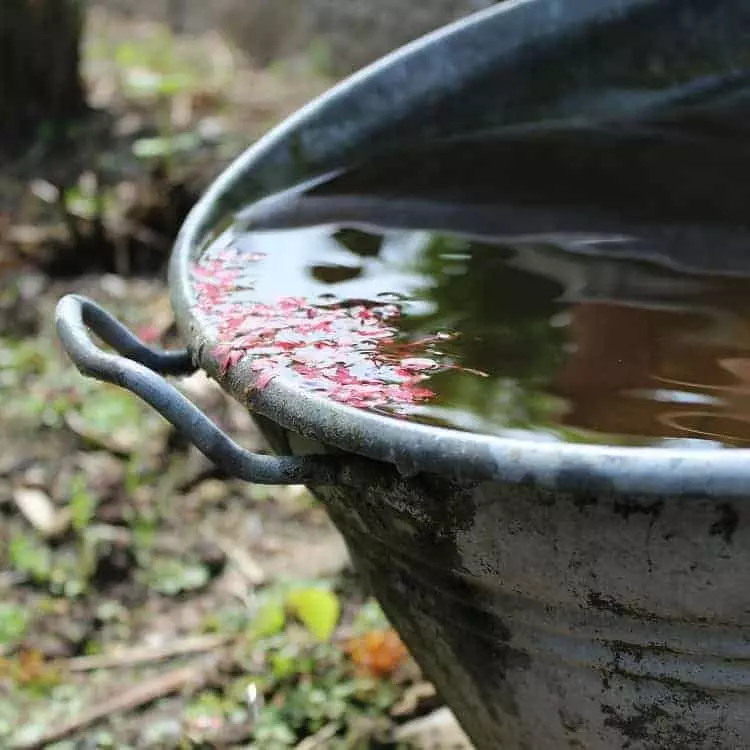 watering plants