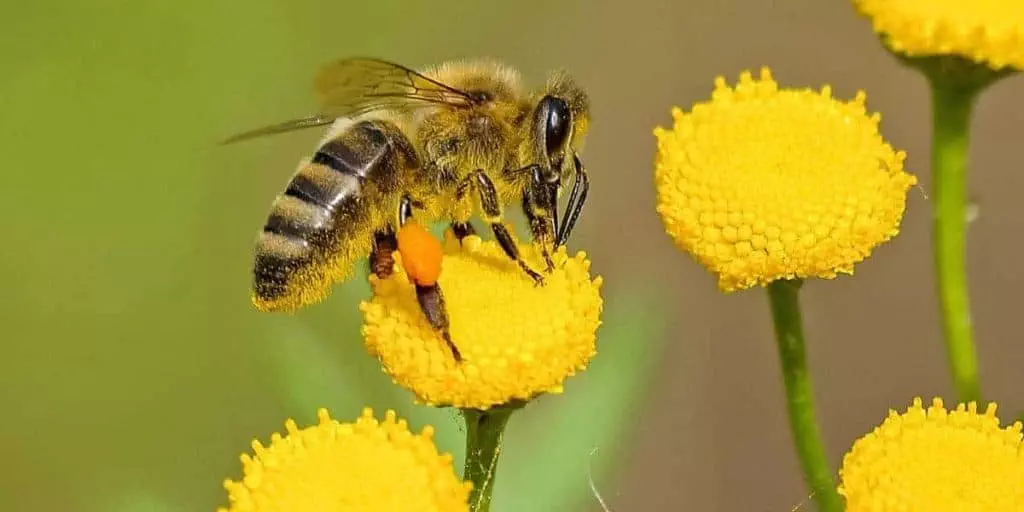 beekeeping for beginners