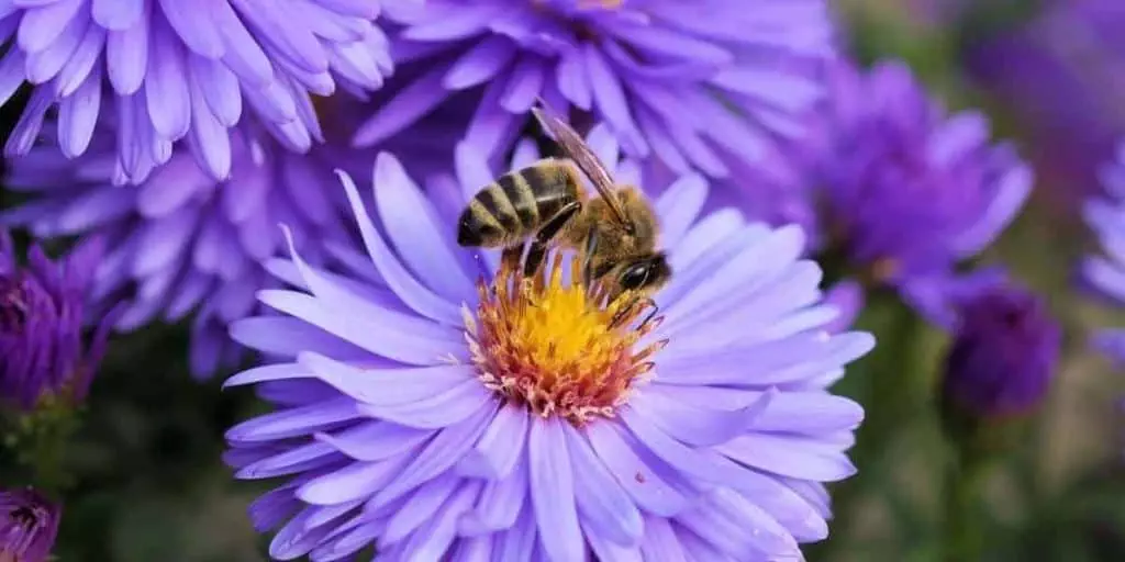 beekeeping safety