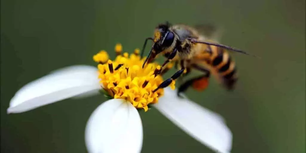 getting started in beekeeping