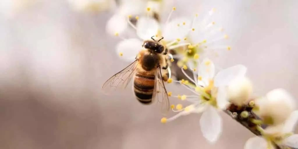 information on honey bees