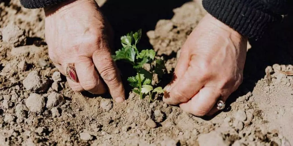 keep your vegetable garden healthy