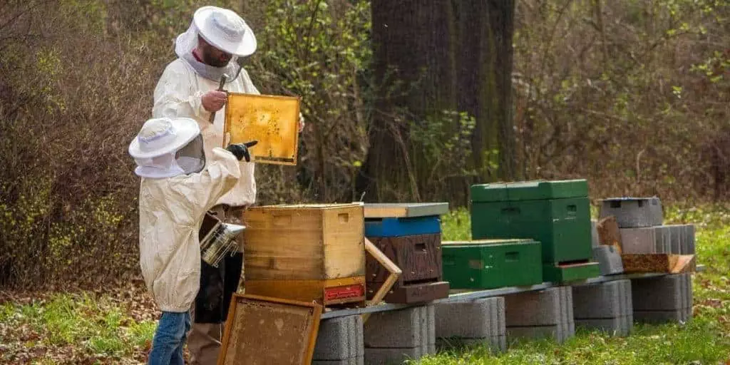 where to put your hive