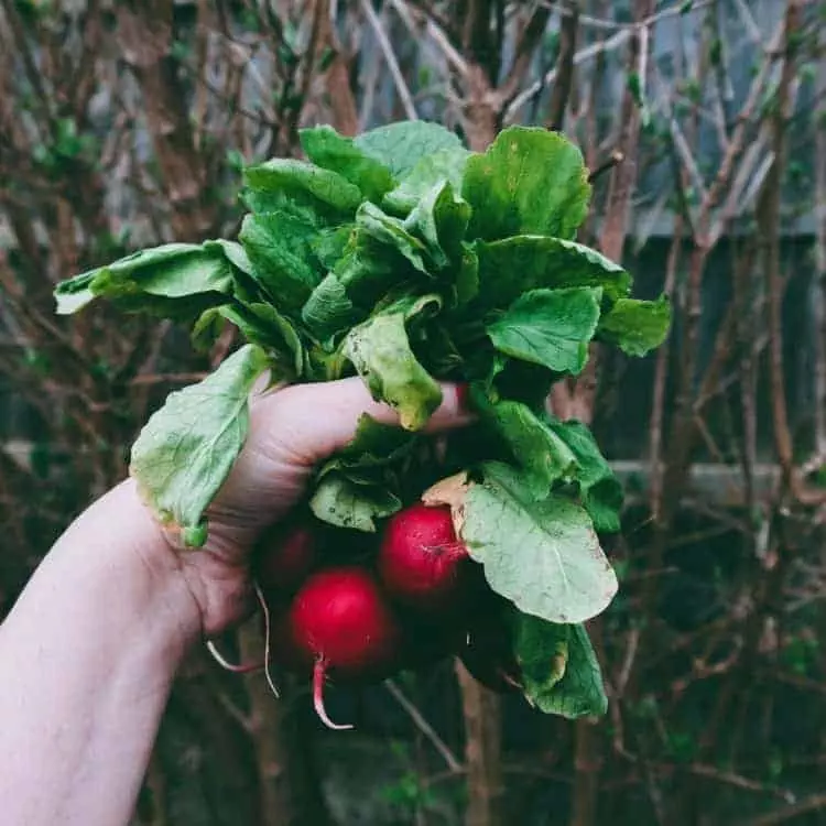 why urban farming