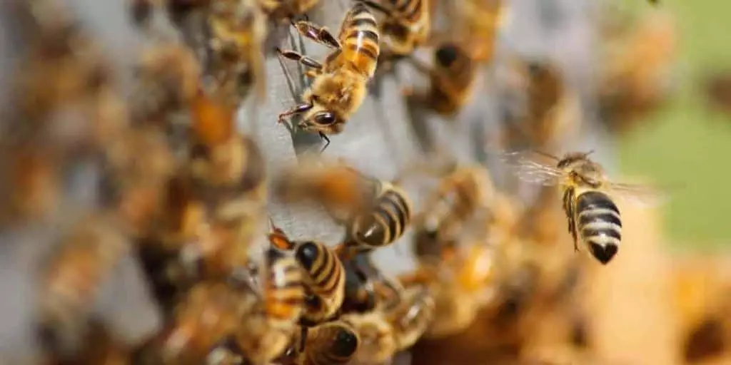 seasonality in beekeeping