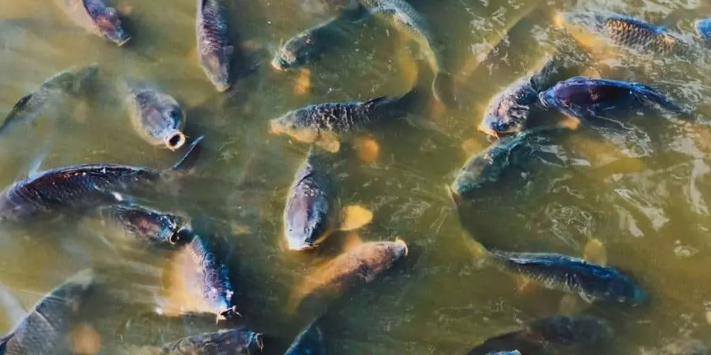 carp feeding