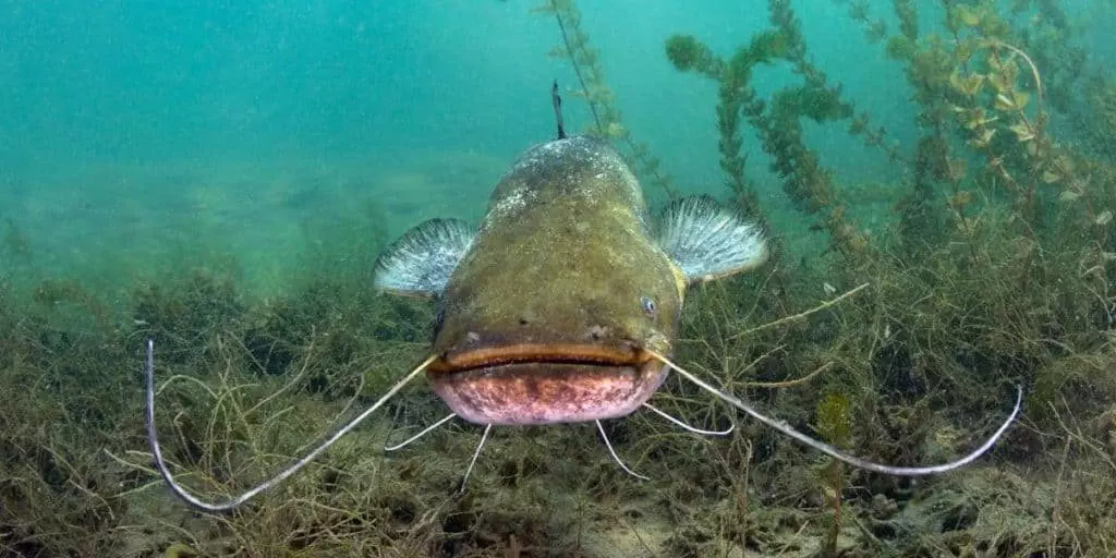 catch catfish in a lake