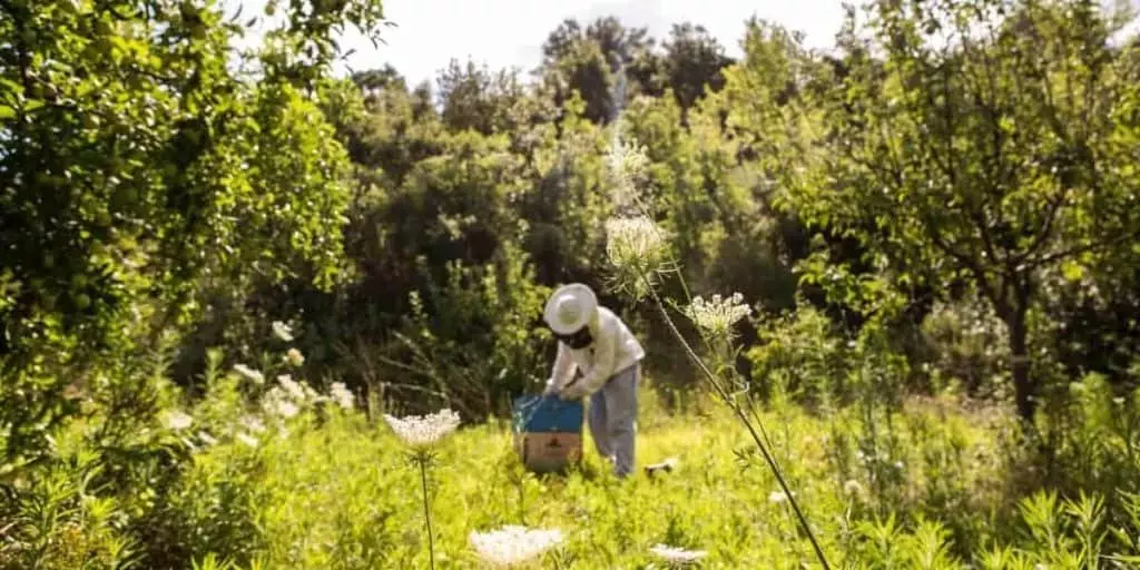 feeding honeybees