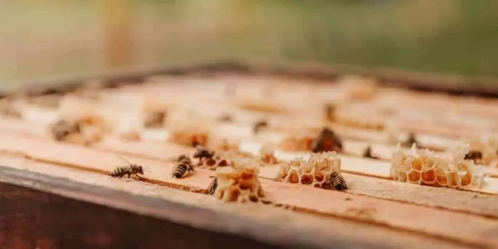 feeding honeybees