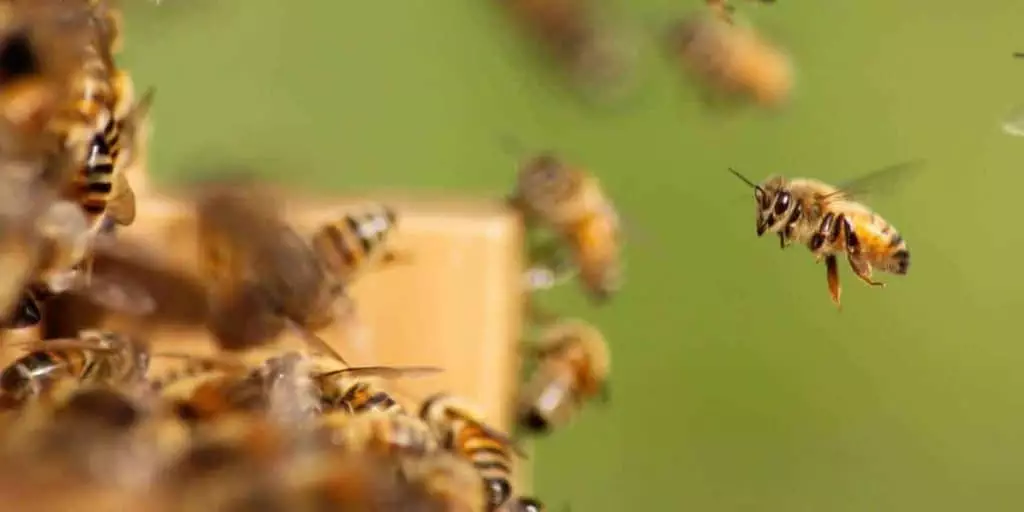 seasonality in beekeeping