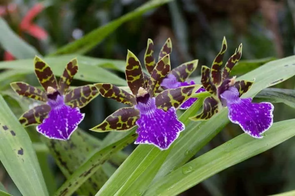 Zygopetalum orchid