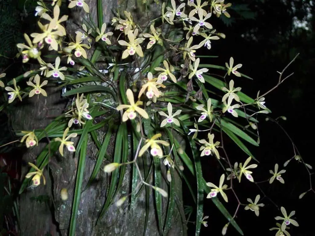 Encyclia Orchid