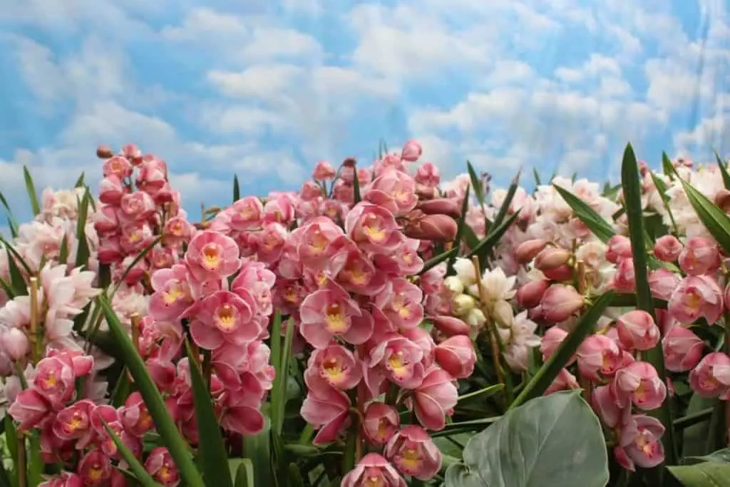 Cymbidium Orchid