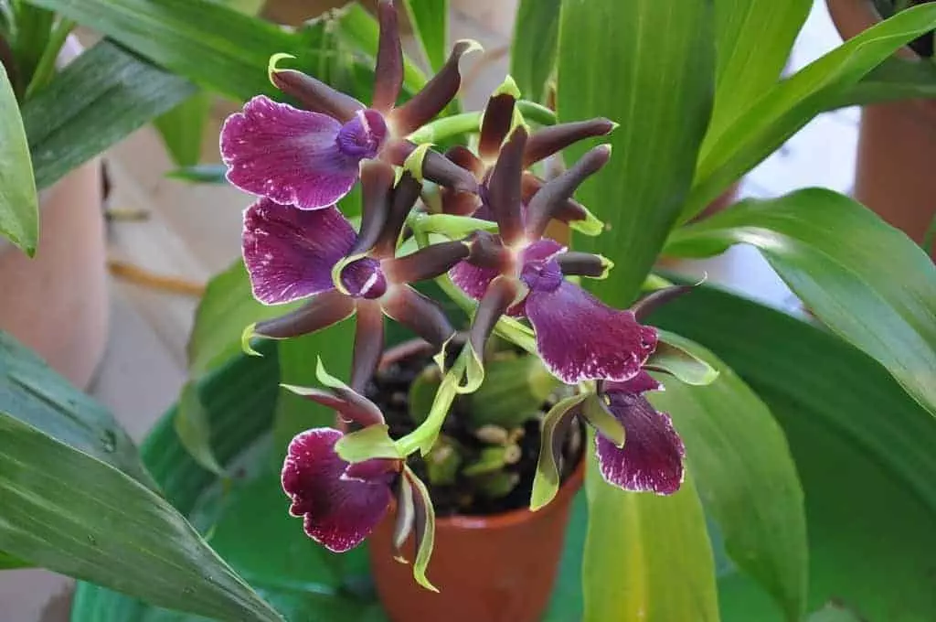 Zygopetalum orchid