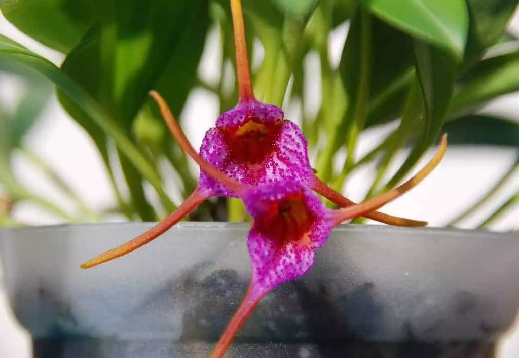 Masdevallia orchids