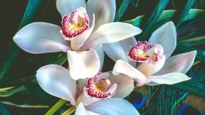 Cymbidium Orchid