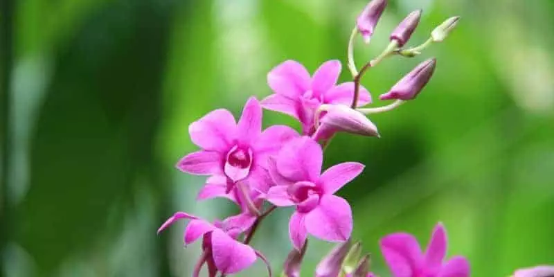 Dendrobium Phalaenopsis