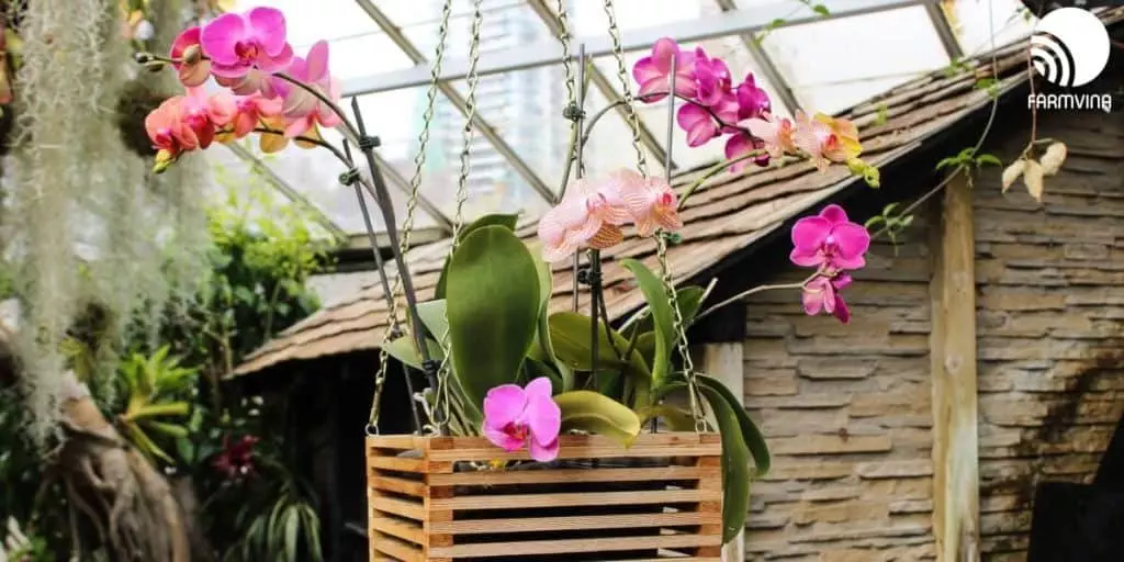 Orchid Display