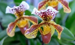 Paphiopedilum orchid