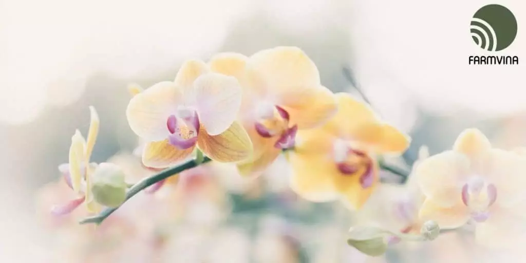 fragrant orchids