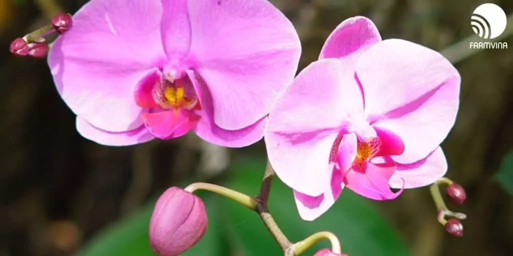 healthy orchids