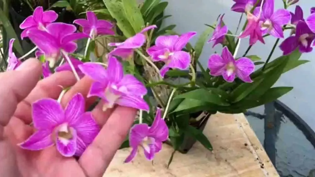 Dendrobium orchid