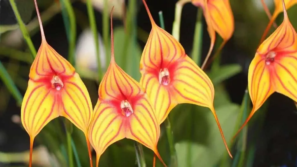 Masdevallia orchids