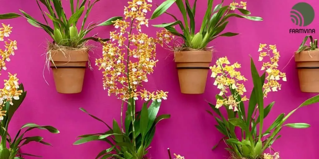 miniature orchids