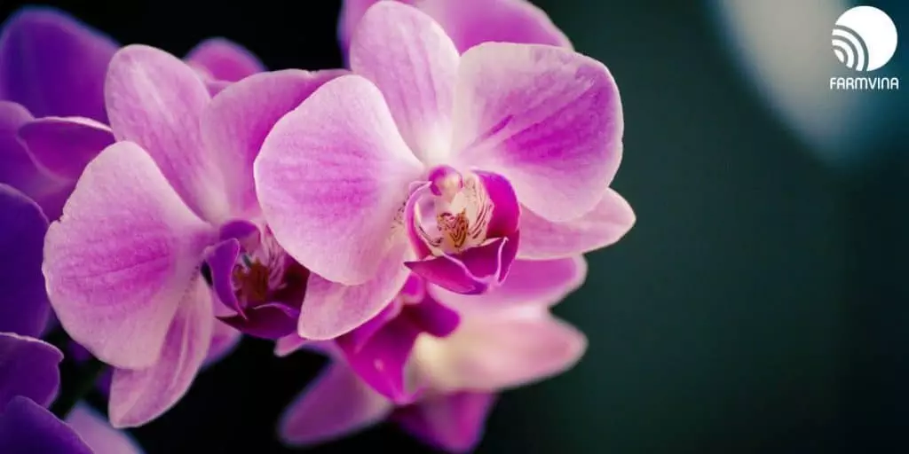 orchid blooms