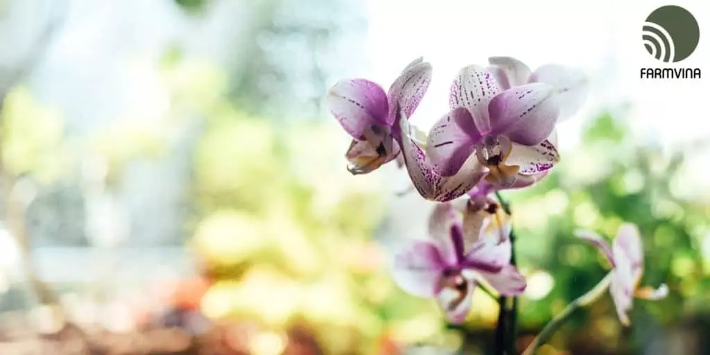 orchid fertilizer