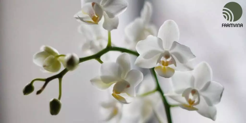 orchid fertilizer