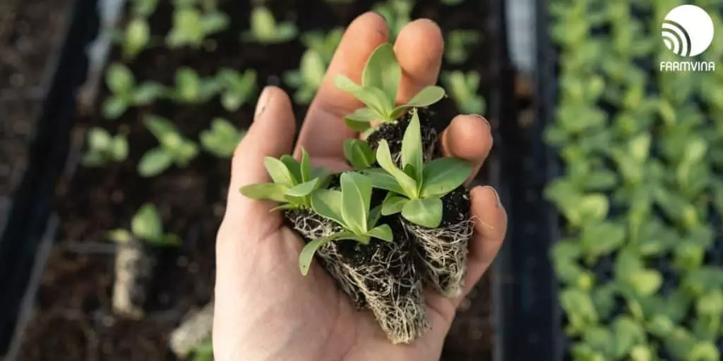 potting medium