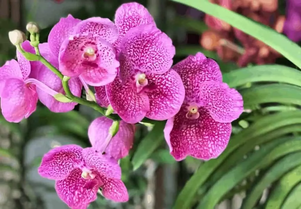 vanda orchid