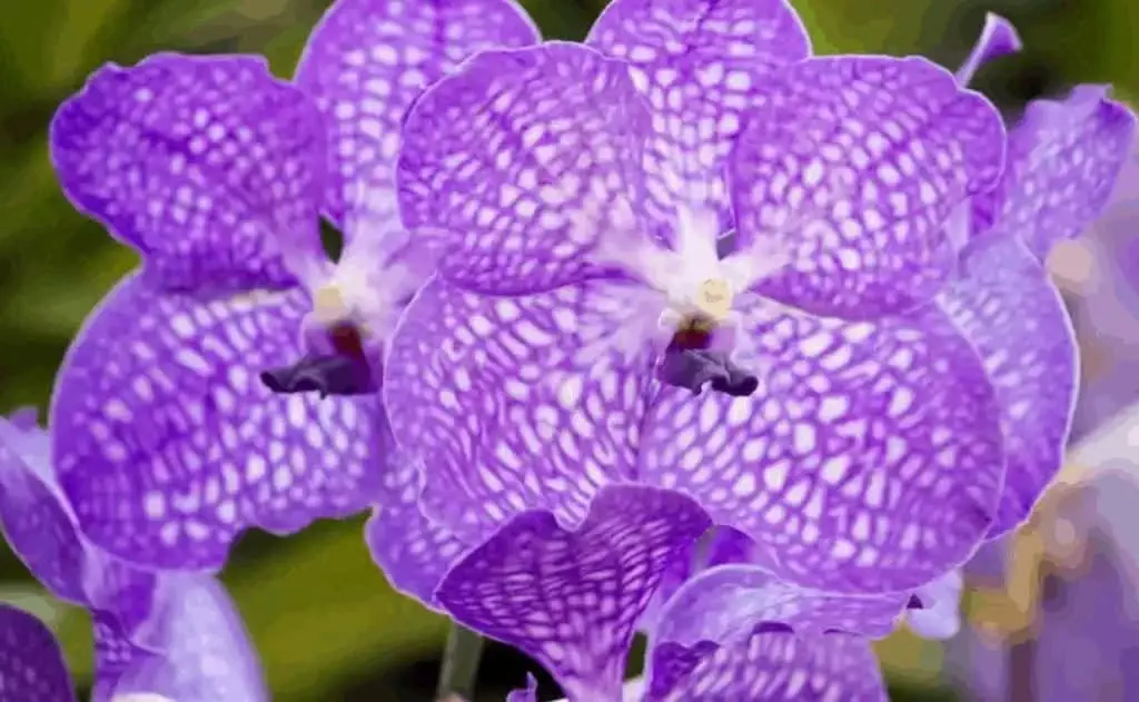 vanda orchid