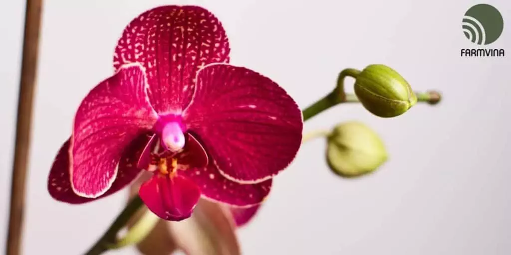 watering for orchid