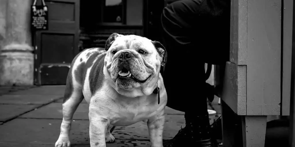 english bulldog