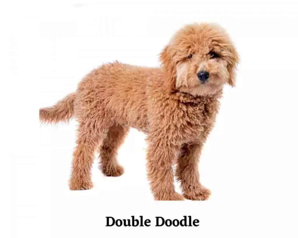 doubledoodle