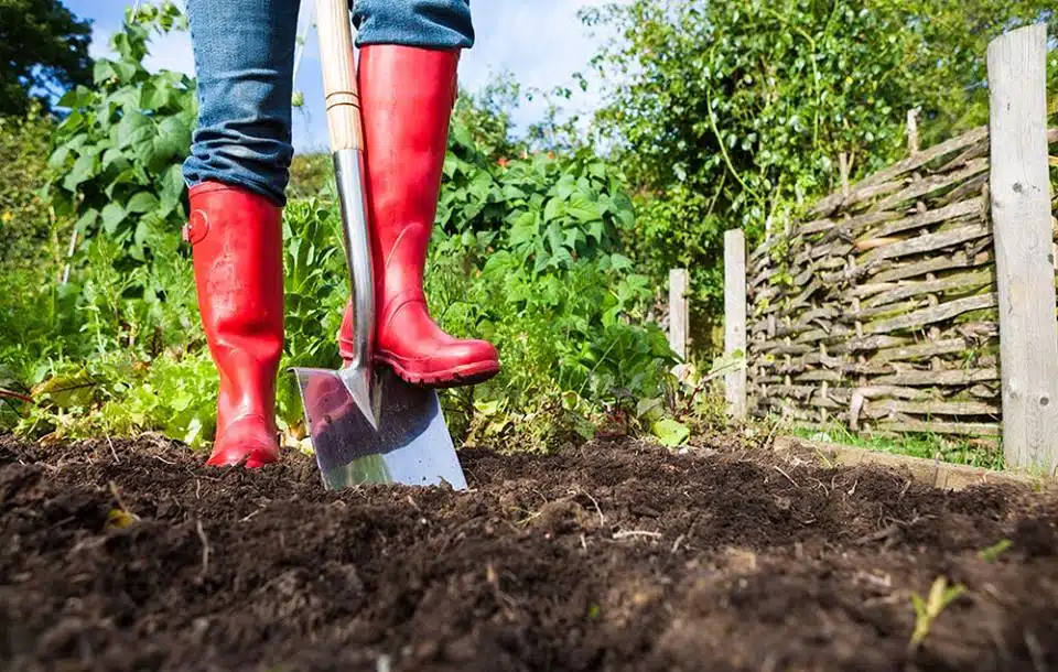 When to Start Gardening