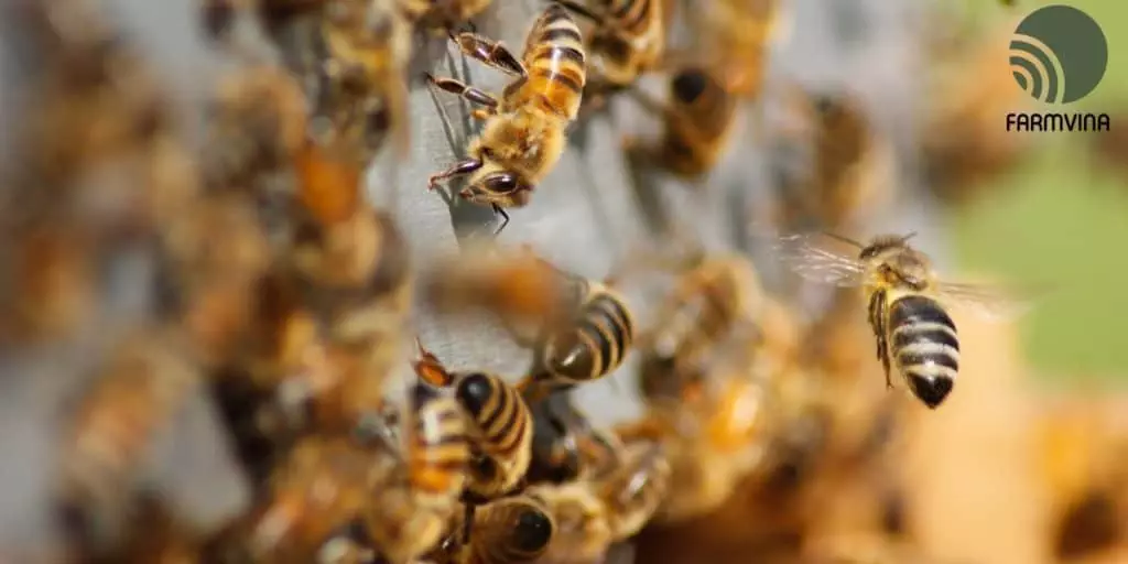 beekeeping basics