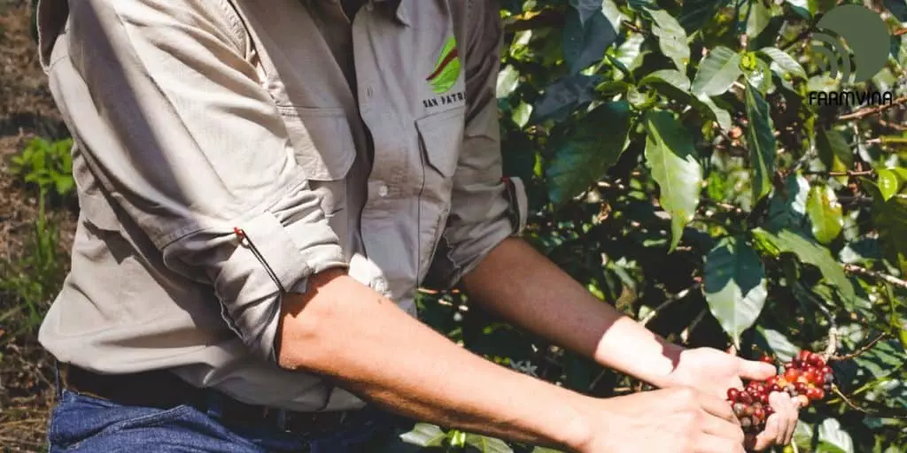 coffee farming