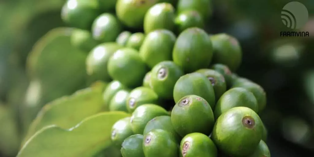 coffee farming