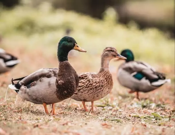  duck farming