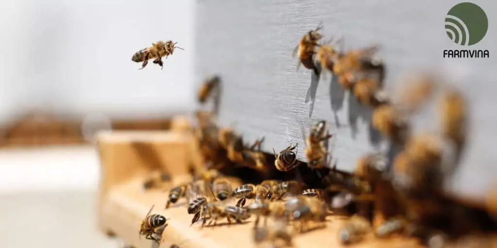 How to Raise Honey Bees