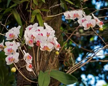  how often does an orchid bloom