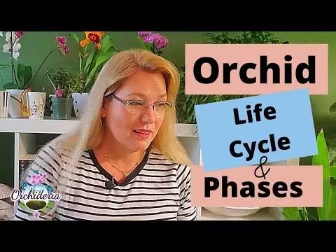  life cycle of an orchid