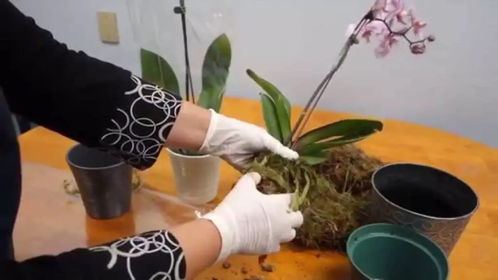 orchid cares after flowering