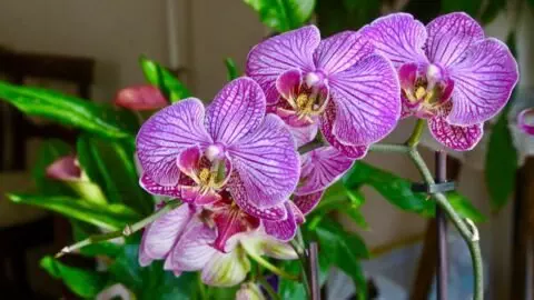  orchid humidity