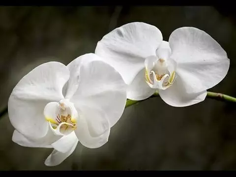  orchid phalaenopsis care